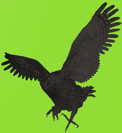 owl